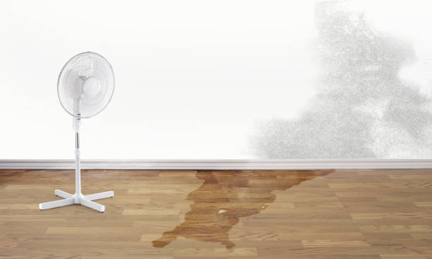 Best Carpet water damage restoration  in Midland City, AL